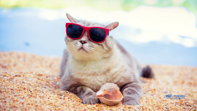 Arena Para Gatos